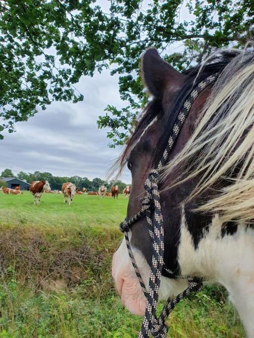 Boerderijtje Op Prachtige Plek, Nabij Natuurgebied Holiday home